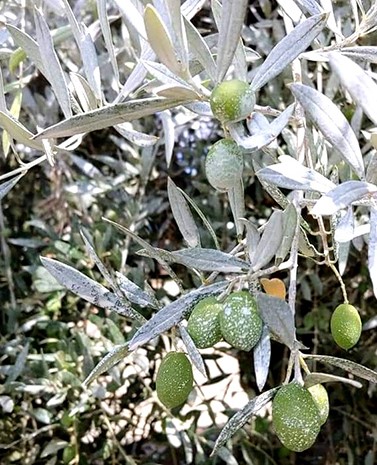 Caolino Bioagrotech mosca olivo
