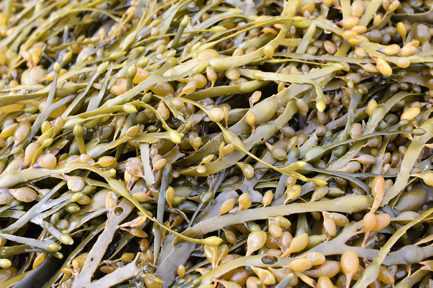 Ergostart Alghe Bioagrotech Ergostart Alghe Bioagrotech concime organico alghe brune ascophyllum nodosum